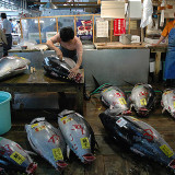Japanese Fish Market: Tuna Shop