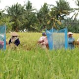 rice workers2