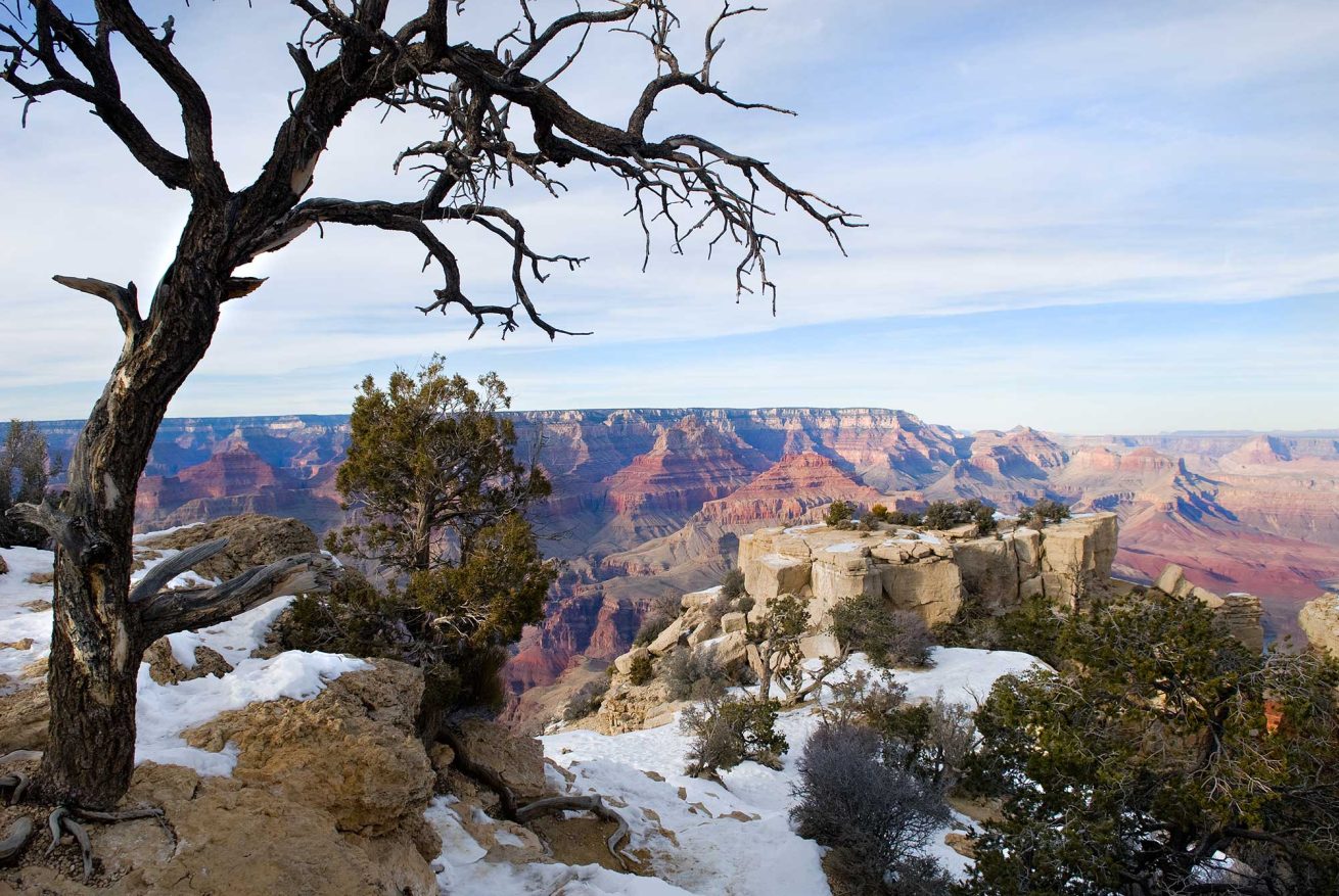 Grand-Canyon-with-Tree